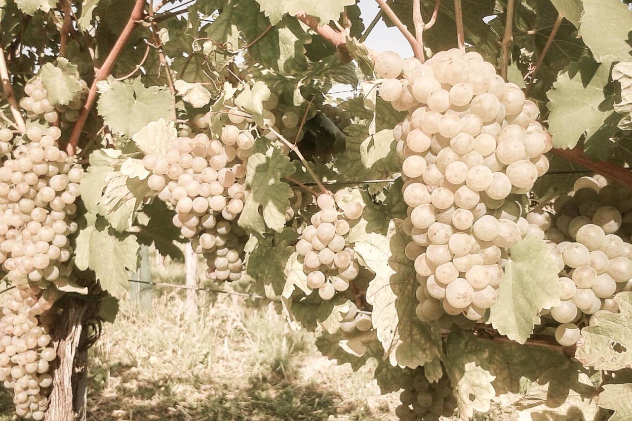 Strass  Ferienwohnung Am Weingut Eisenbock מראה חיצוני תמונה
